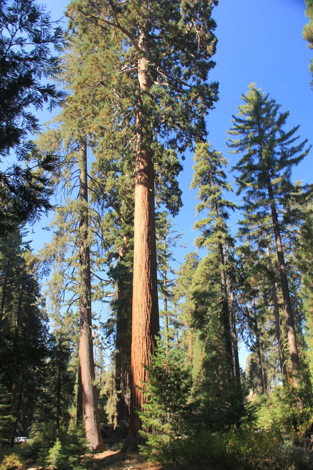 Grant Tree Trail, Boundary Trail and North Grove Trail 